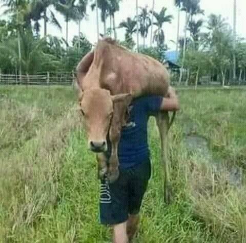 Gawat, Kades Bhayangkara Jaya Rohil Damelia Ritonga diduga gelapkan Sapi anggaran Desa